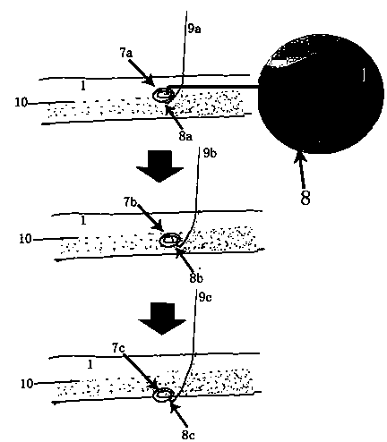 Shed pear tree fruiting branch group and culturing method thereof