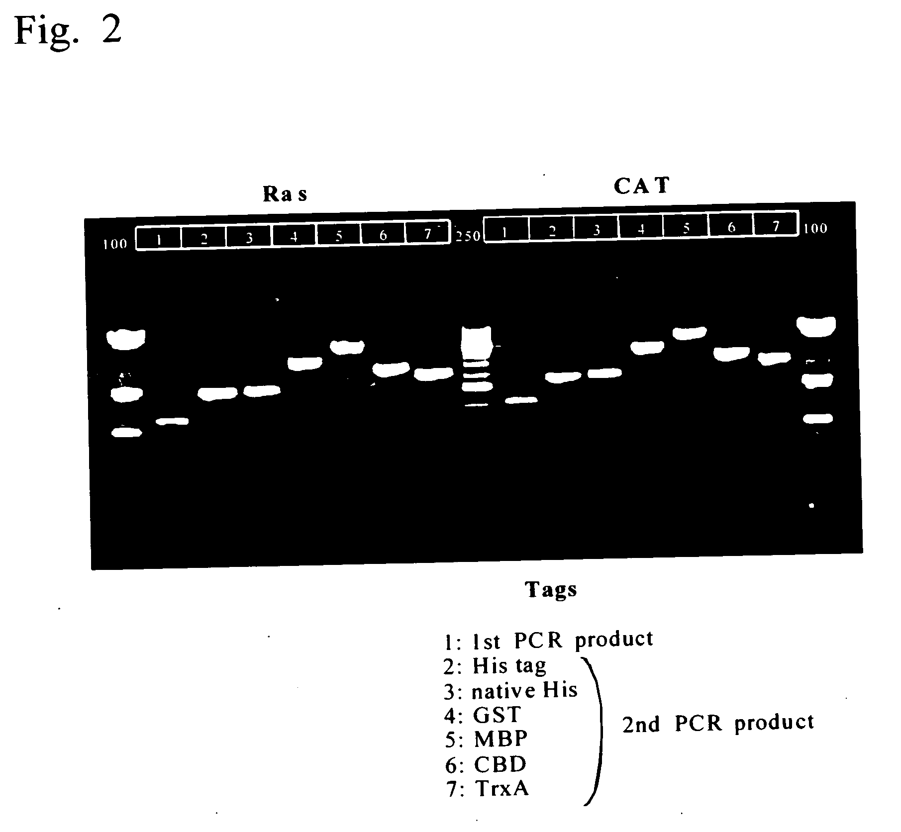 Process for producing template DNA and process for producing protein in cell-free protein synthesis system with the use of the same