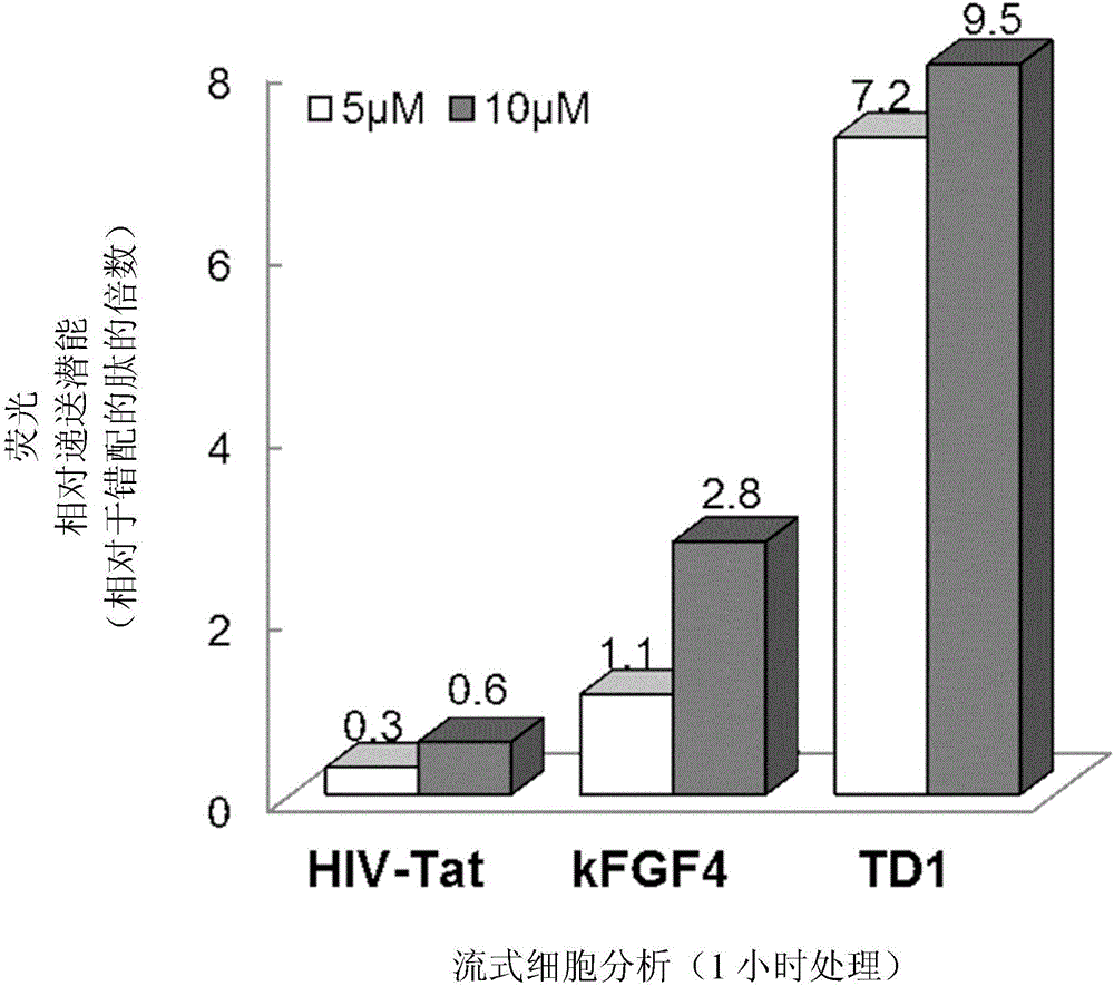 Novel cell penetrating peptide, conjugate thereof with botulinum toxin, and use thereof