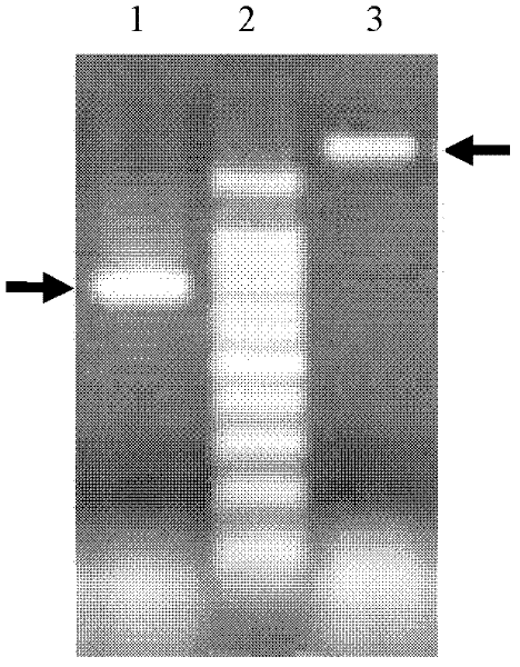 HA (hemagglutinin) epitope-ELISA (enzyme-linked immunosorbent assay) kit for H5-subtype AIV (avian influenza virus) antibodies