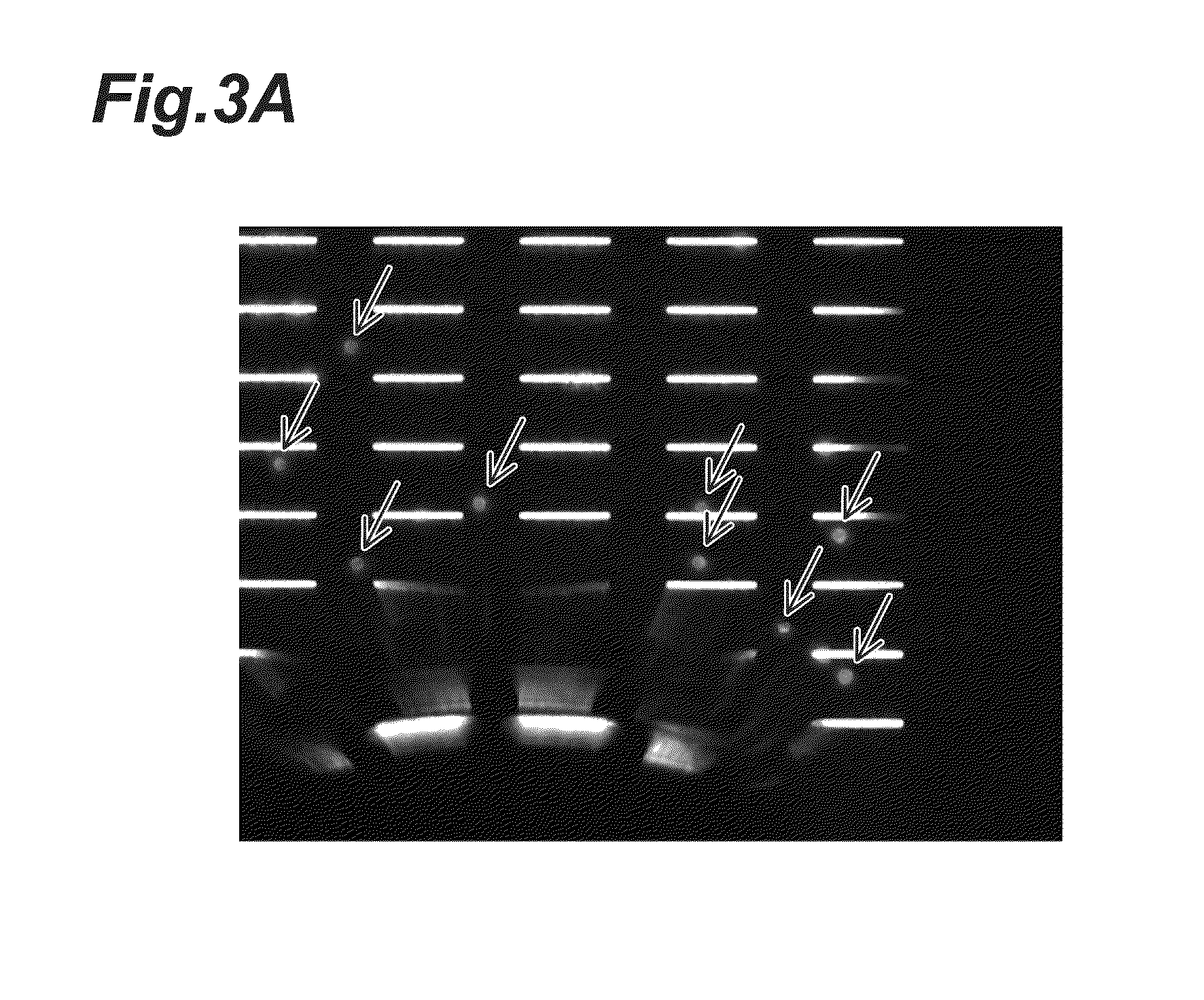 Method of collecting of rare cells from the enclosed filters system