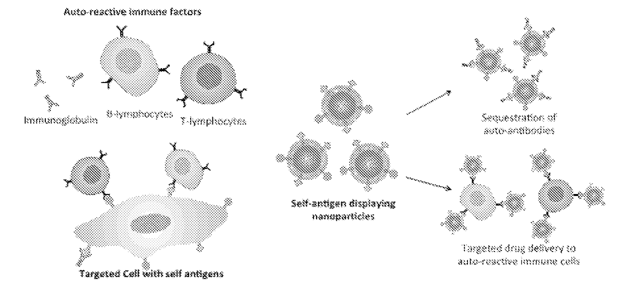 Self-Antigen Displaying Nanoparticles Targeting Auto-Reactive Immune Factors and Uses Thereof