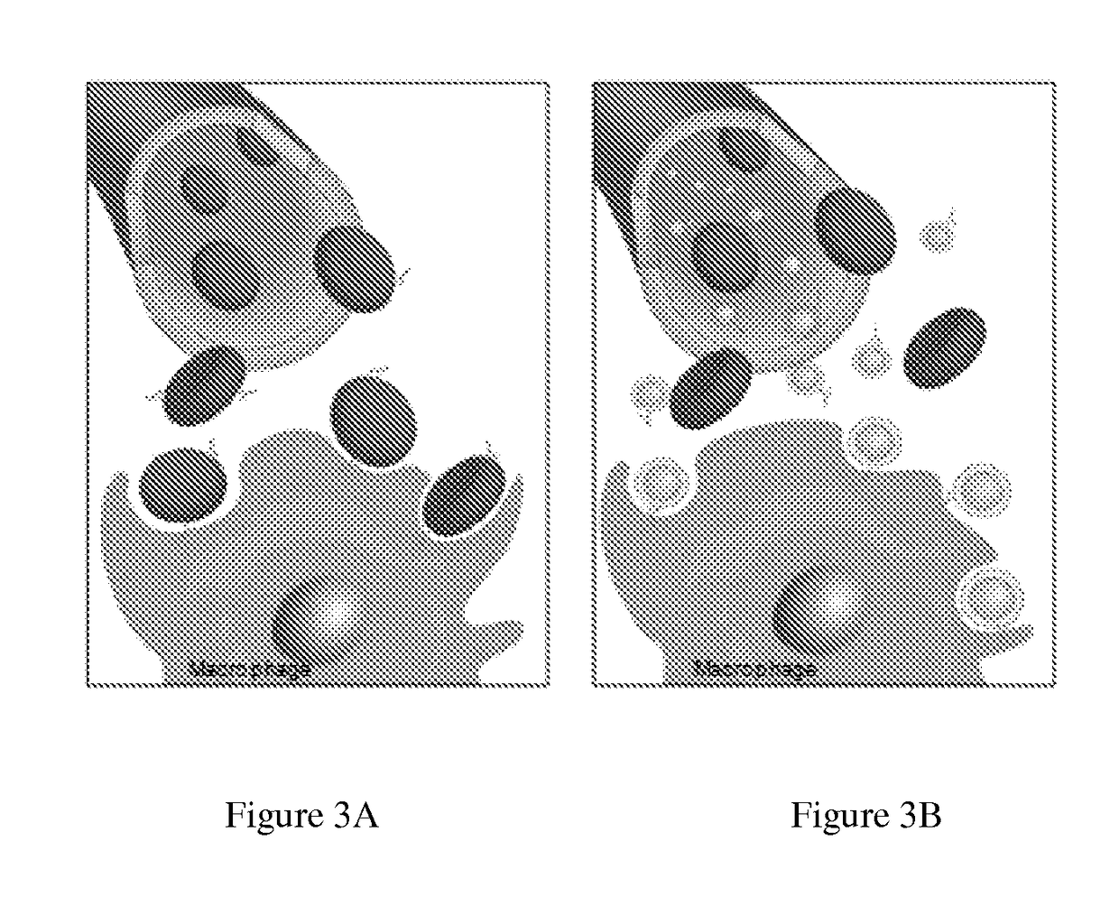Self-Antigen Displaying Nanoparticles Targeting Auto-Reactive Immune Factors and Uses Thereof