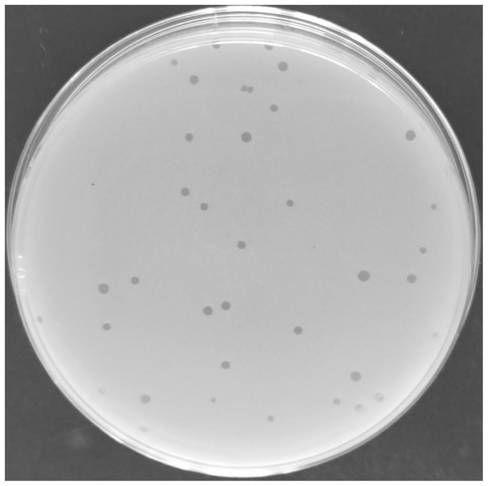 Staphylococcus aureus phage SapYZUalpha and application thereof