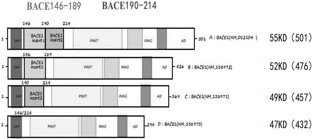 Function development and application of subtype BACE1 (beta-secretase 1) capable of promoting A-beta accumulation in brain