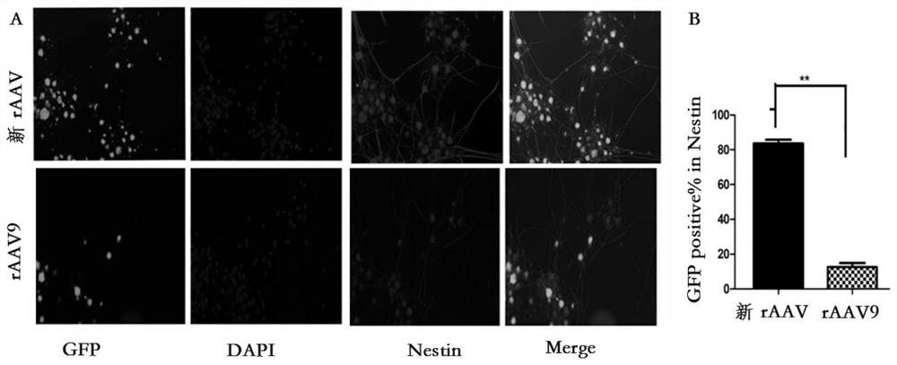 Delivery vector for specific gene of neural stem cell and application of delivery vector
