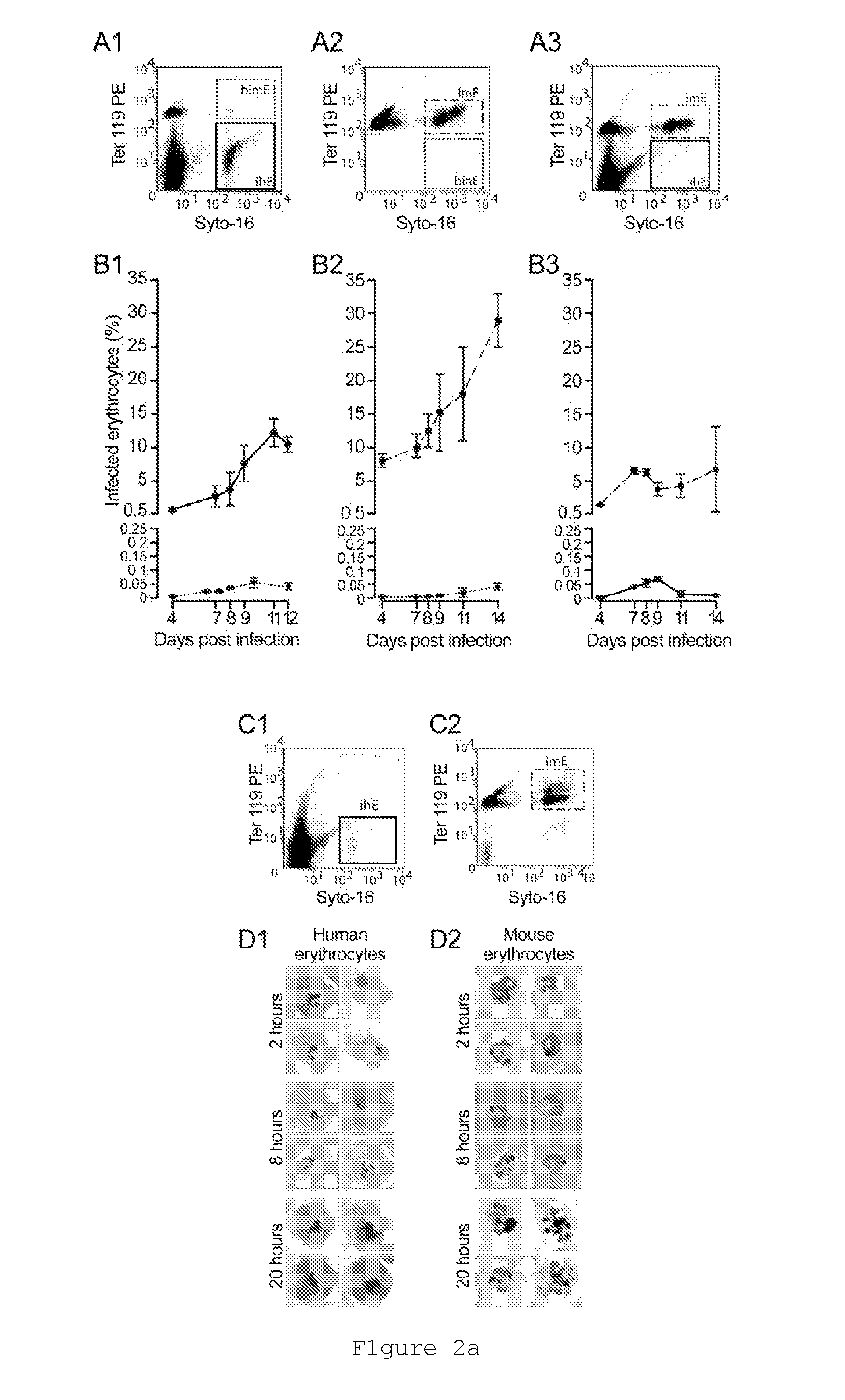 Rodent plasmodium parasites as platforms for a whole-organism malaria vaccine