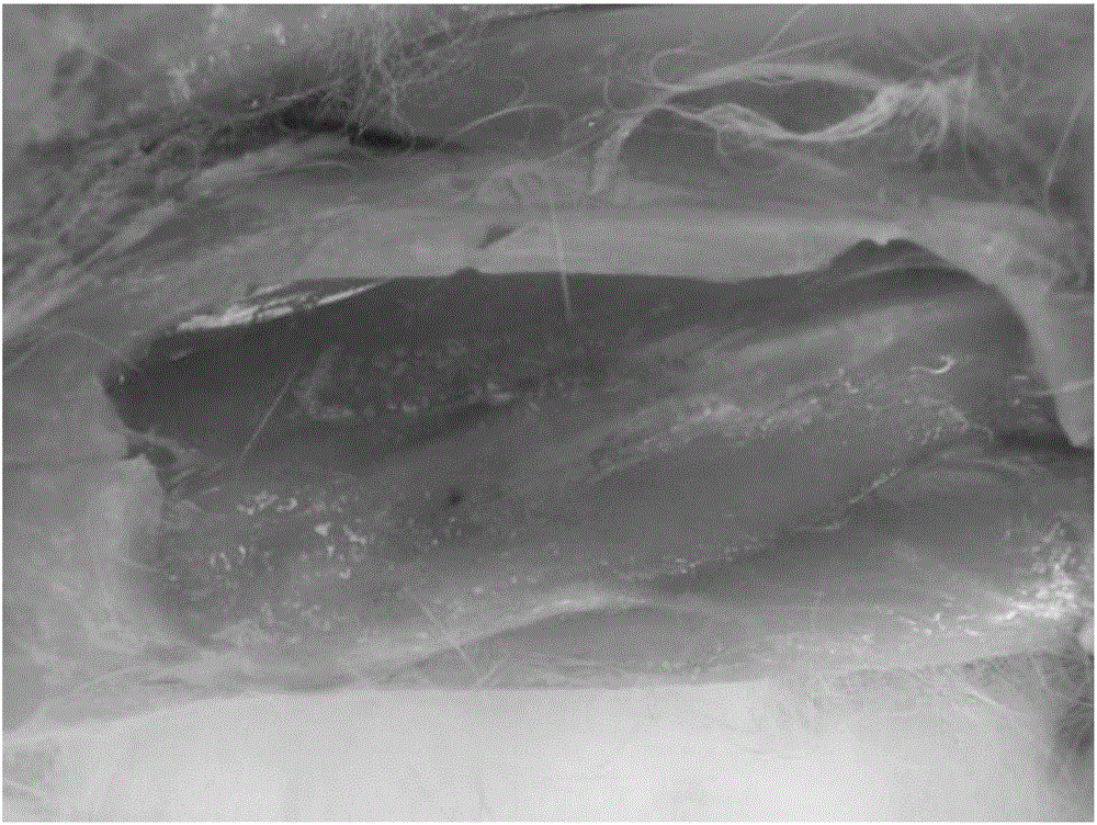 Injection tildipirosin composition freeze-dried powder and method for preparing same