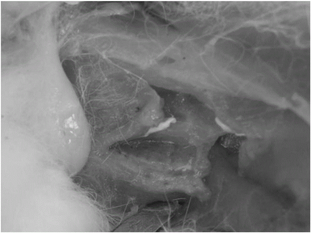 Injection tildipirosin composition freeze-dried powder and method for preparing same