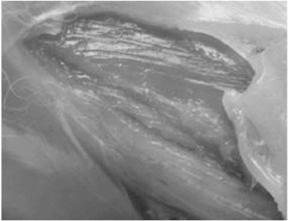 Injection tildipirosin composition freeze-dried powder and method for preparing same