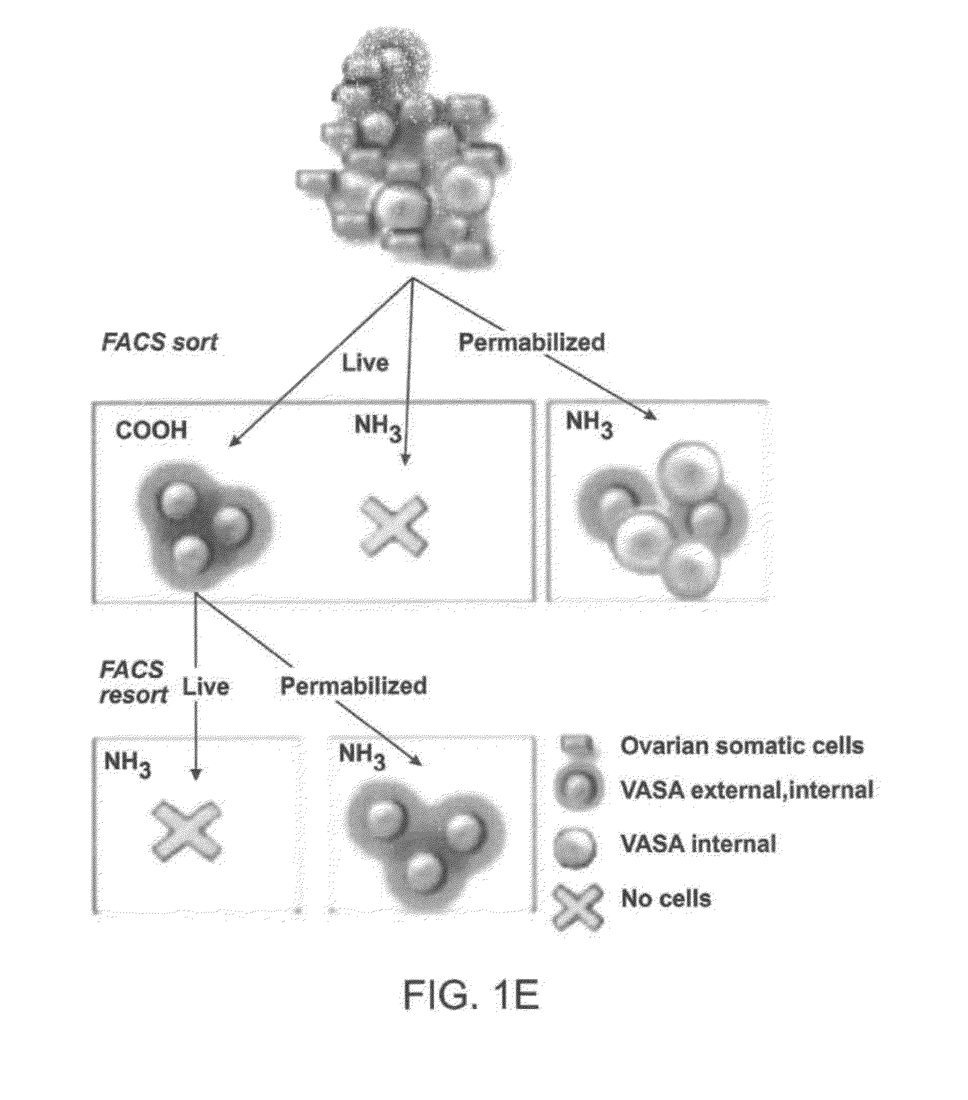 Compositions and Methods for Enhancing Bioenergetic Status in Female Germ Cells