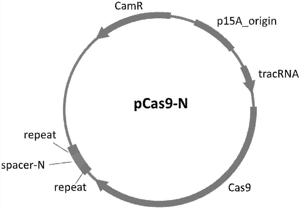 Method of packaging CRISPR-Cas9 (clustered regularly interspaced short palindromic repeat-associated 9) system by using temperate phage vector