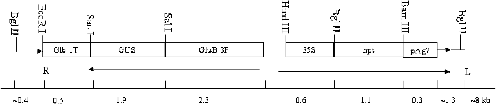 Rice seed 26kD globulin Glb-1 gene terminator and application thereof