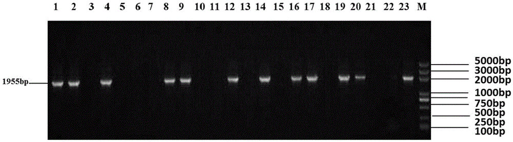 Agrobacterium mediated efficient corn backbone selfing line genetic transformation method