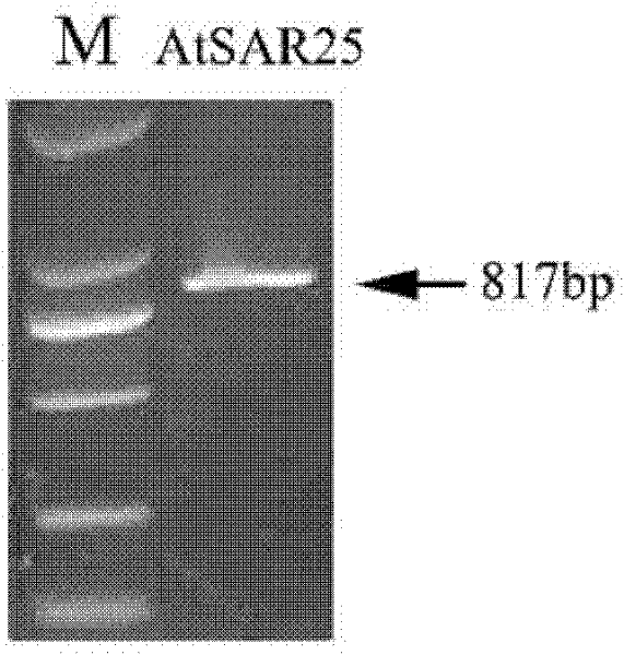 Plant resistance related protein ATSAR 25, and encoding genes and application thereof