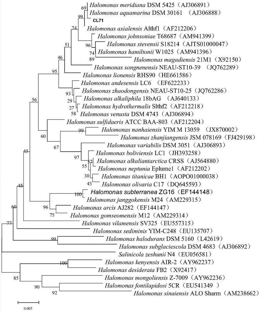 Halomonas seamount and its application in the degradation of decabromodiphenyl ether