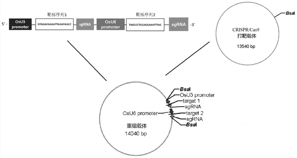 Method for deleting selection marker gene of transgenic rice