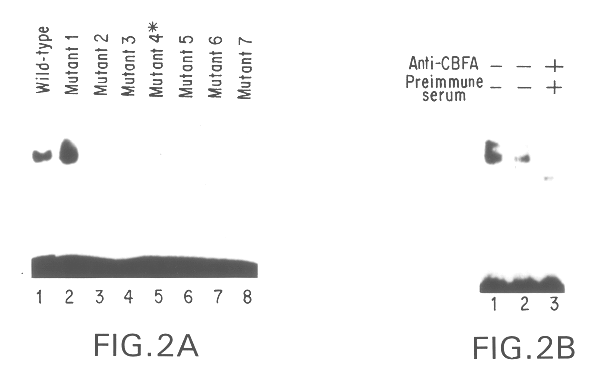 Osf2/Cbfa1 nucleic acids and methods of use therefor