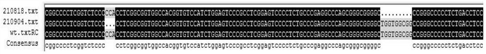 Construction method and application of CRX gene deletion mutation cat mutant