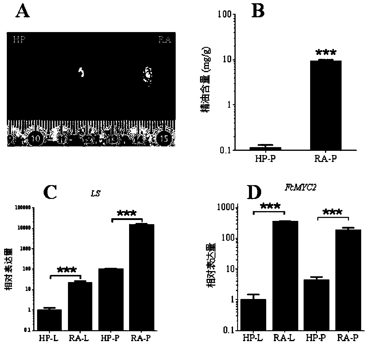 Application of citrus FcMYC2 gene and encoded protein thereof in regulation and control of citrus essential oil synthesis