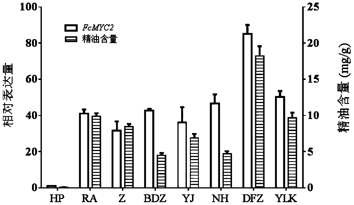 Application of citrus FcMYC2 gene and encoded protein thereof in regulation and control of citrus essential oil synthesis