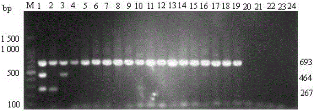 Primer set and kit for triple RT-PCR detection of H10N8 subtype avian influenza viruses and application of primer set and kit