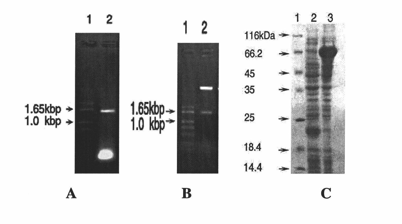 Escherichia coli TolC antigen as well as antibody and application thereof