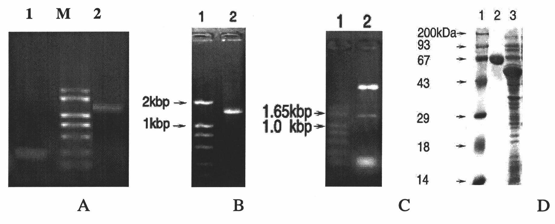 Escherichia coli TolC antigen as well as antibody and application thereof