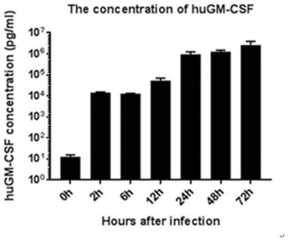 Recombinant oncolytic Newcastle disease virus for expressing human GM-CSF and use thereof