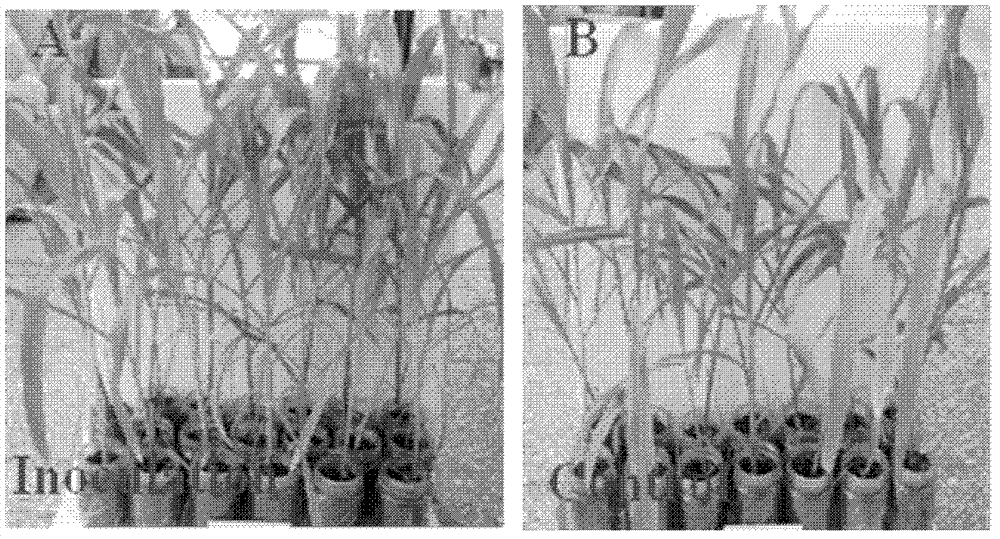 Sugarcane endogenous nitrogen-fixing Pantoea bacteria and application thereof