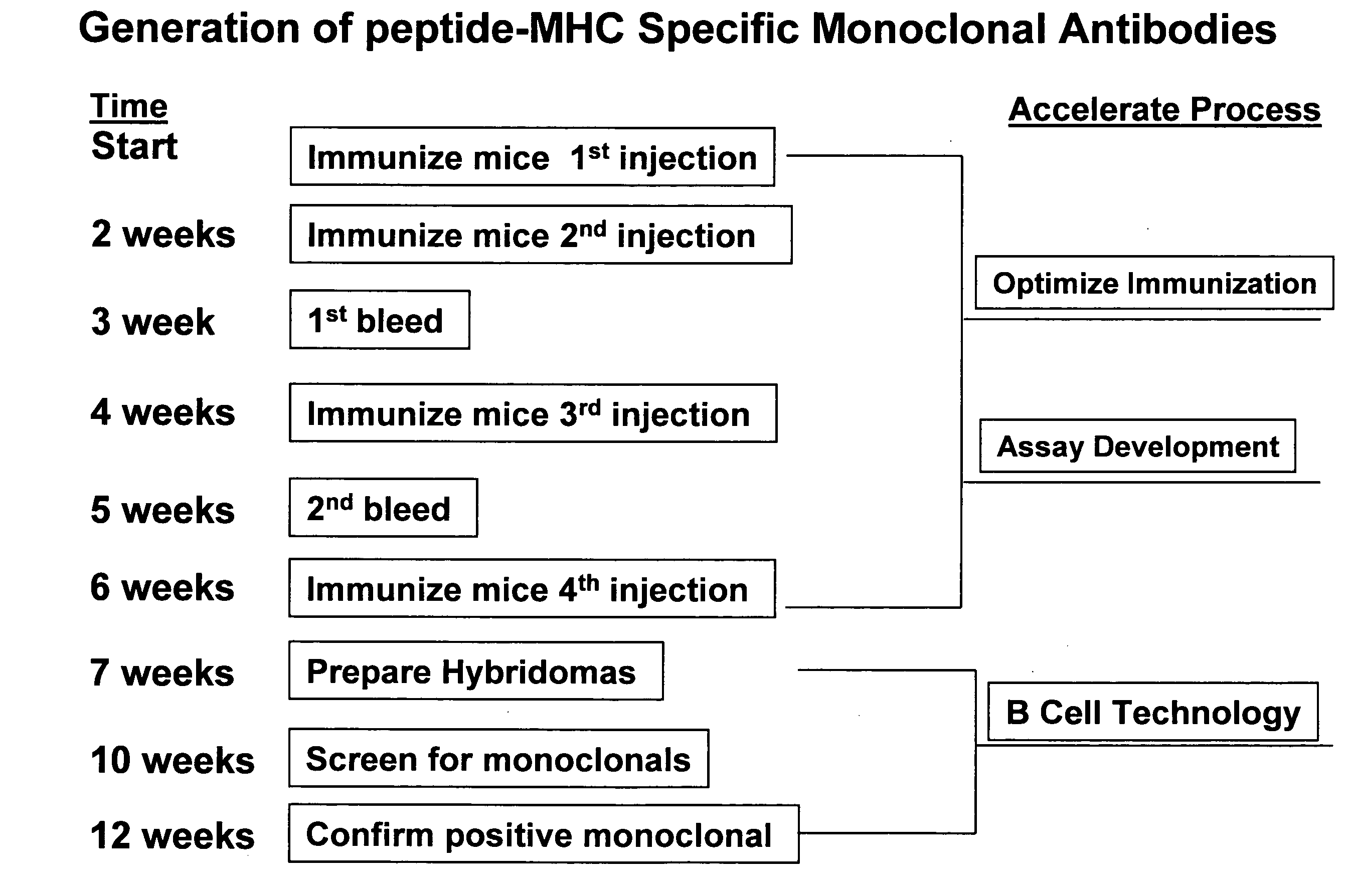 Antibodies at T cell receptor mimics, methods of production and uses thereof