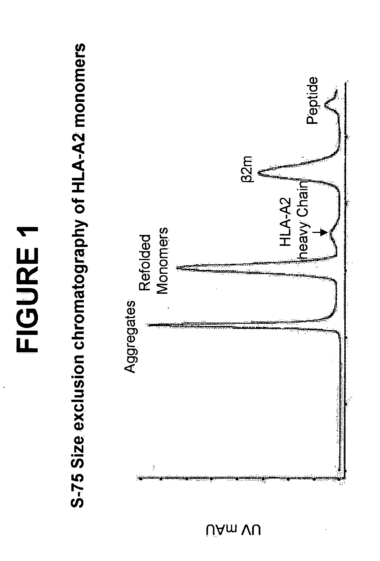 Antibodies at T cell receptor mimics, methods of production and uses thereof