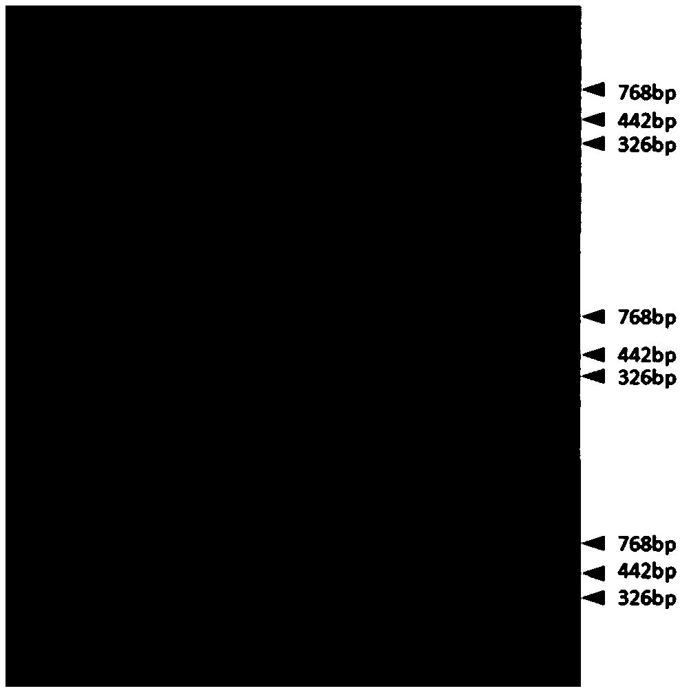 Method for obtaining multifoliaolate alfalfa material by using MsPALM1 artificial site-directed mutant