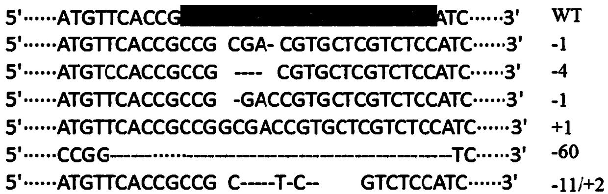 Method for obtaining multifoliaolate alfalfa material by using MsPALM1 artificial site-directed mutant