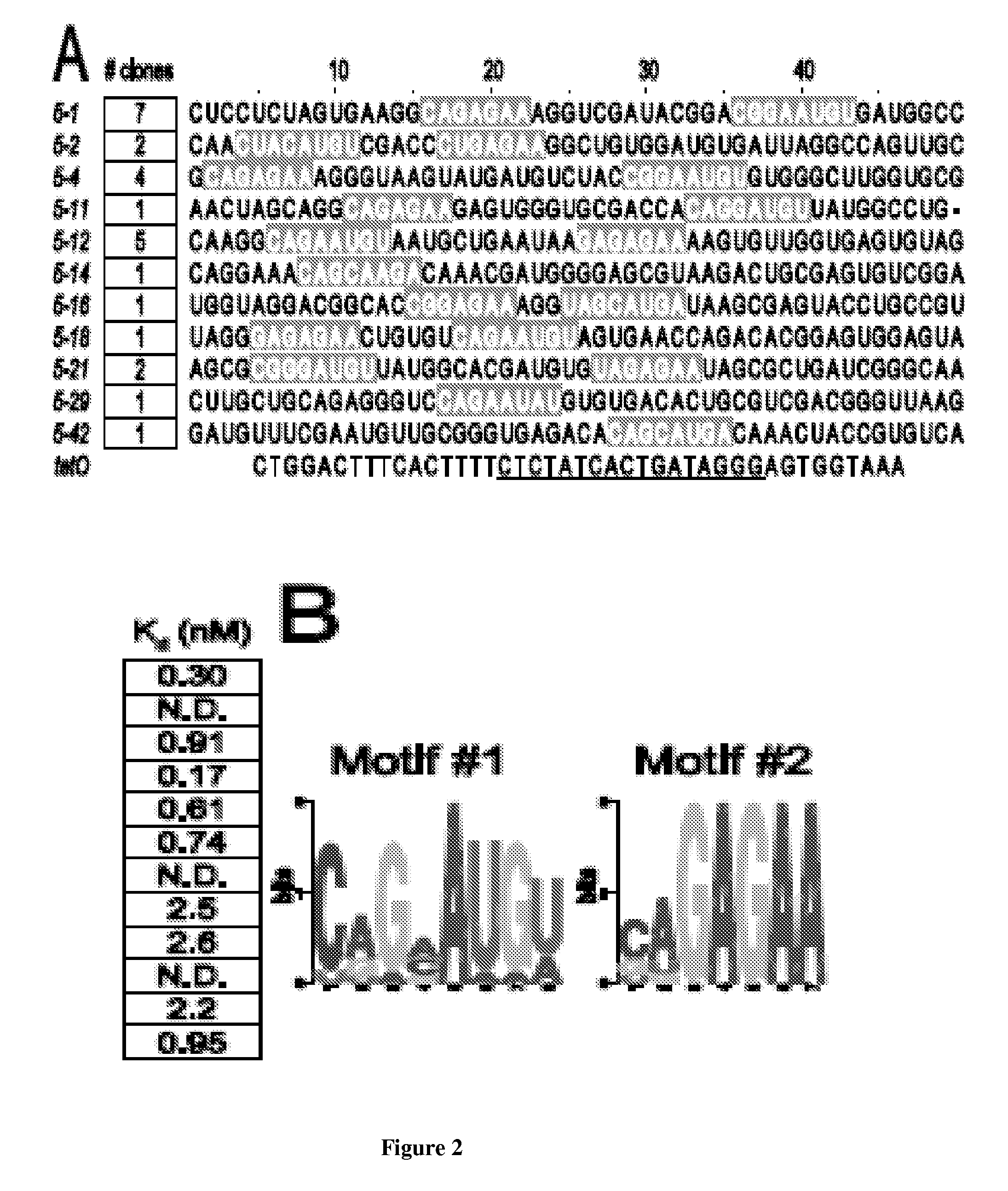 Post-Transcriptional Regulation Of RNA-Related Processes Using Encoded Protein-Binding RNA Aptamers