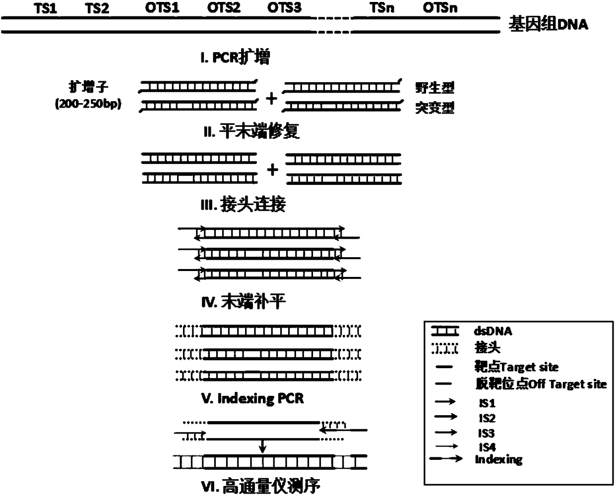 method-for-detecting-activity-and-specificity-of-sgrna-through-amplicon