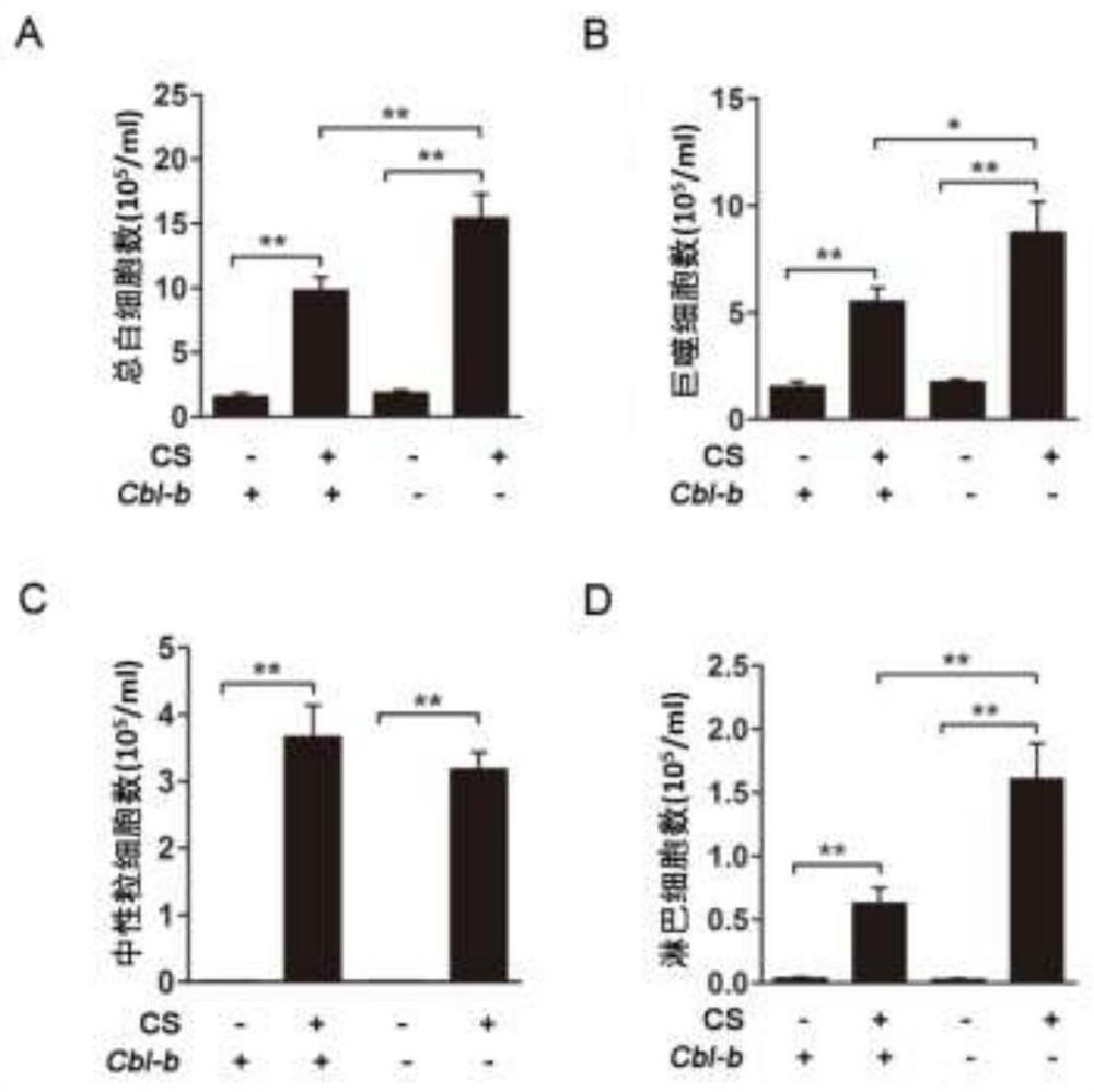 Application of Cbl-b protein in preparation of product with protective effect on lung injury induced by tobacco smoke