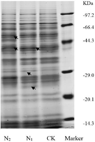 A test method for the effect of long-term application of high and low nitrogen fertilizers on corn grain albumin