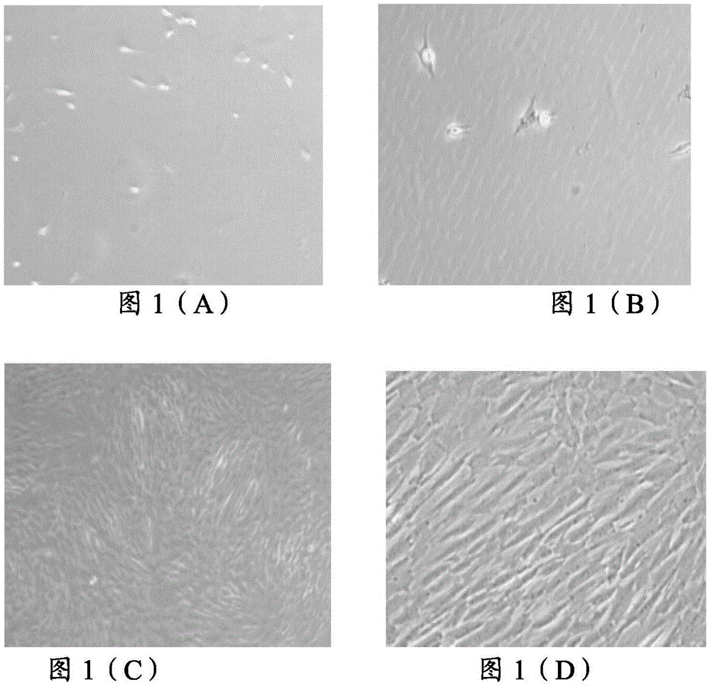 Method for separating and cultivating endometrial stem cells of menstrual blood sources
