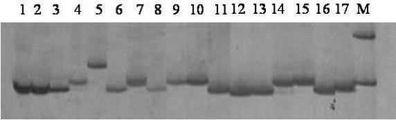 Detection method of ecssr1024 microsatellite dna marker in white shrimp