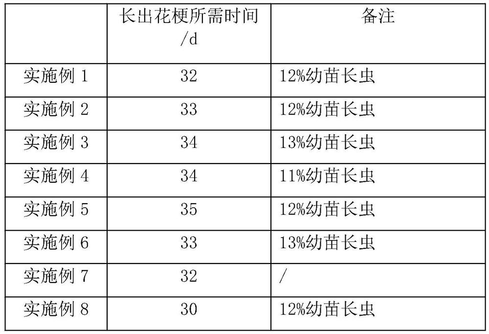 Water-cooling flower forcing method for phalaenopsis amabilis