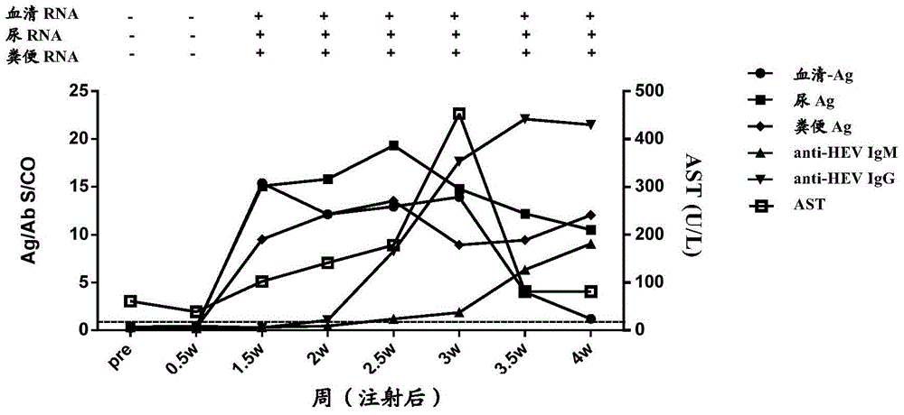 Methods and kits for diagnosing hepatitis E virus infection