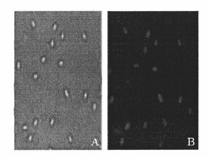 Method for preparing recombinant spore for surface display of prawn white spot syndrome virus Vp28
