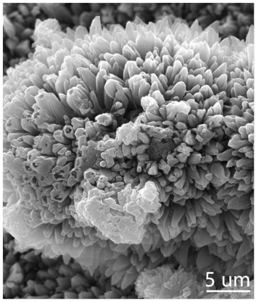 Method for preparing porous boric acid with coral structure