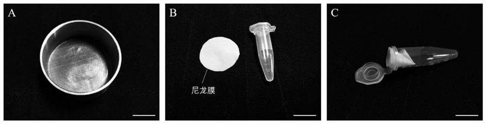 A Method for Extracting Nuclei from Wheat Roots Suitable for Immunofluorescence Analysis