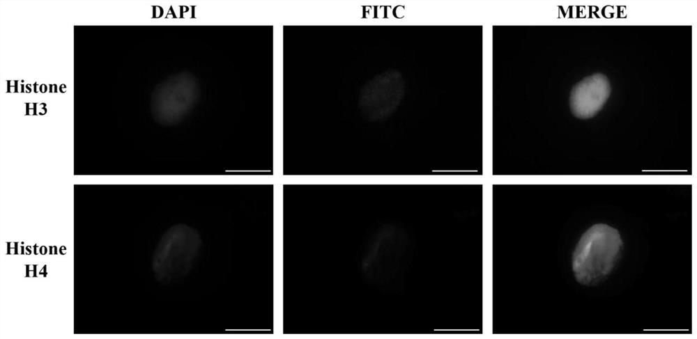 A Method for Extracting Nuclei from Wheat Roots Suitable for Immunofluorescence Analysis