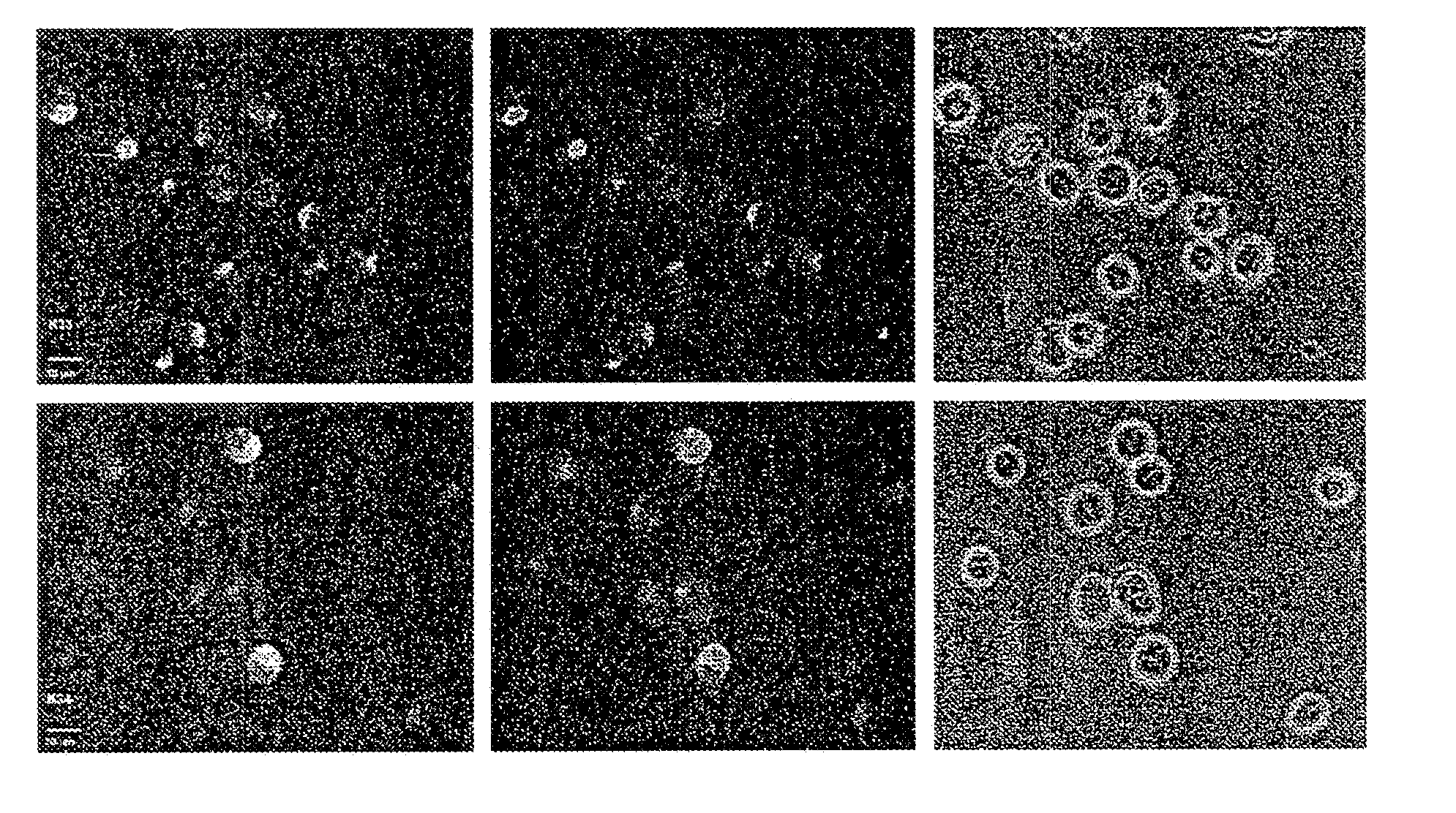 Conjugates and processes for their preparation and their use for transporting molecules across biological membranes