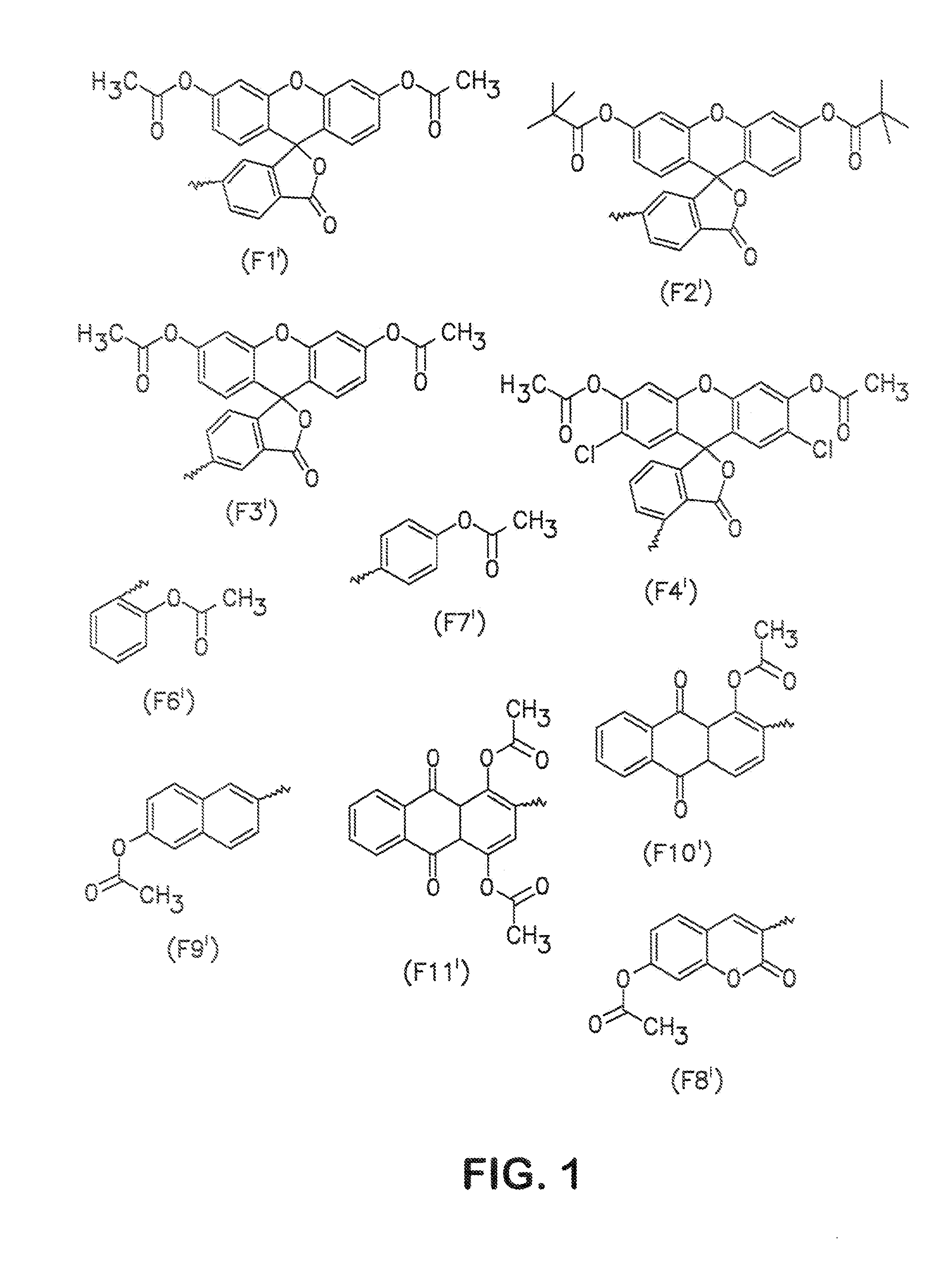 Conjugates and processes for their preparation and their use for transporting molecules across biological membranes