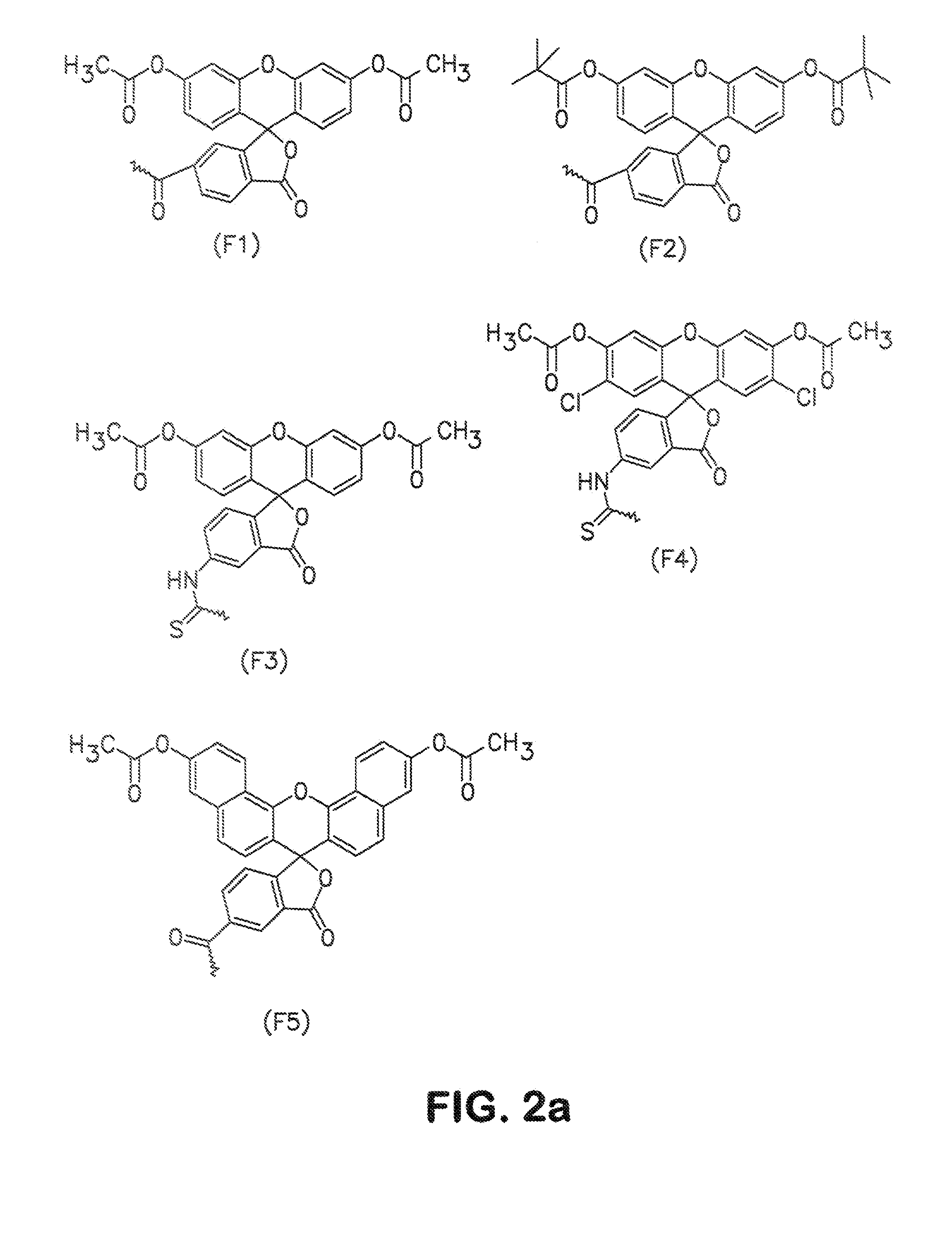 Conjugates and processes for their preparation and their use for transporting molecules across biological membranes