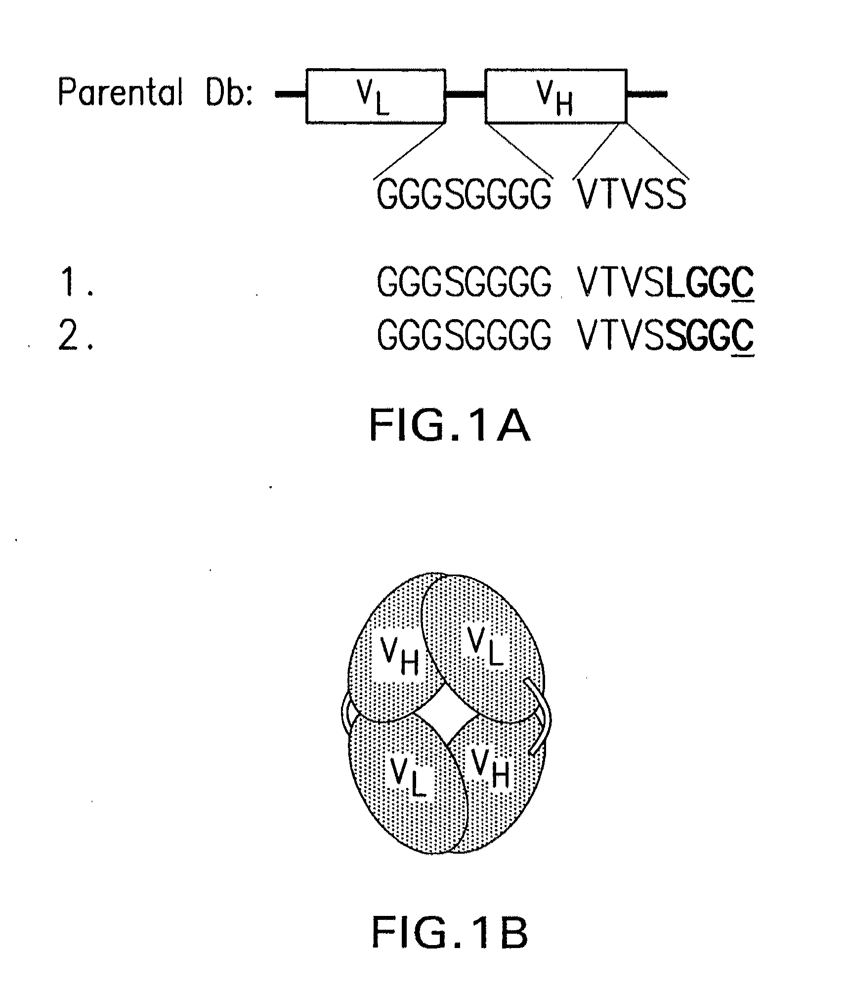 Covalent disulfide-linked diabodies and uses thereof